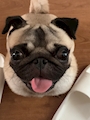 chiko