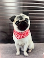 chiko