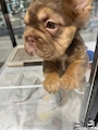 chiko