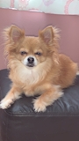 chiko