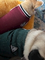 chiko