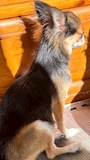 chiko