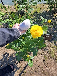 みき「おはようございます」
