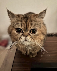 プロフィール写真5・にゃん｜星のお姫様・ホシのオヒメサマ - 秋葉原のコンカフェ