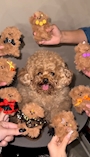 chiko