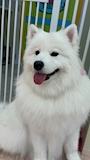 chiko