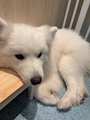 新着ブログ しゅっきん🤗🩷サモエドカフェに行ったよ🐕🩷
