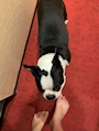 chiko