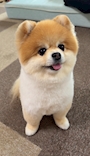 chiko