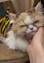 新着ブログ お誕生日イベント1日目🐈🎂③