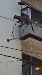 新着ブログ たぬき