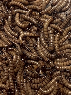 くるみ「虫！」