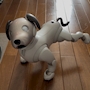 chiko