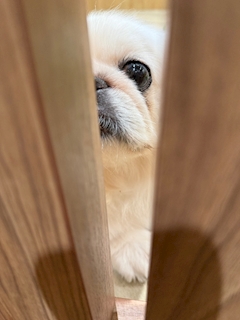 みさき「しゅ！」