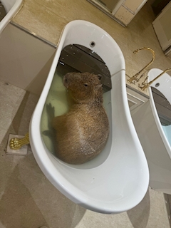 あみか推しの方必見