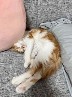 かのん「🐈🐾」