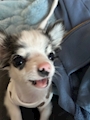 chiko