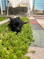 chiko