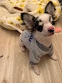 chiko