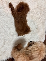 新着ブログ 🐶