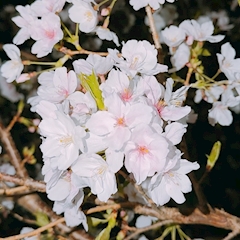 こはる🌸【Club Will】