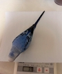 chiko