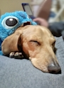 chiko