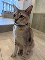 chiko