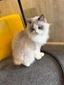 chiko