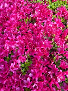 梨花(りか)Lounge TOKIWA