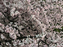 プロフィール写真29・梨花(りか)Lounge TOKIWA｜Lounge TOKIWA・ラウンジトキワ - ときわ台のクラブ/ラウンジ