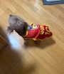 chiko