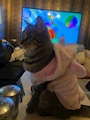 chiko
