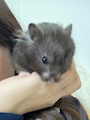 chiko