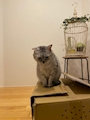 chiko