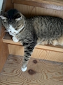 chiko