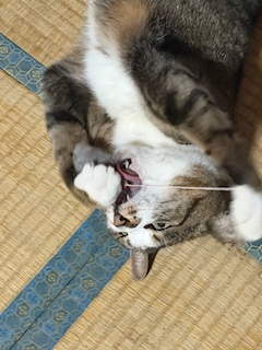 みさ