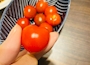 新着ブログ 🍅