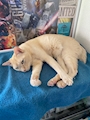 chiko