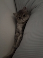 chiko