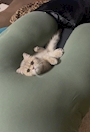 chiko
