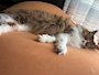 chiko