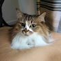 chiko