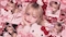 プロフィール写真17・ひめ👑 ̖́-‬🐰♡ ♡🏹｜Cecile・セシル - 市川駅のガールズバー