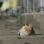 もち うさぎ家・ウサギヤ - 広島市（流川）のガールズバー