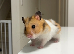 プロフィール写真4・MOMO｜T&S 大河原店・ティーアンドエス - 大河原のキャバクラ