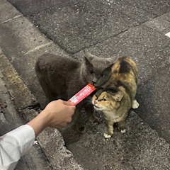 もも