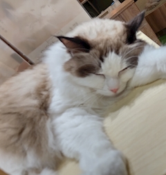 プロフィール写真1・るな｜Zen・ゼン - 本八幡のキャバクラ