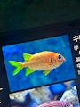 chiko