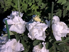 プロフィール写真2・さやか｜Suika NEO・スイカネオ - 国分町のラウンジ